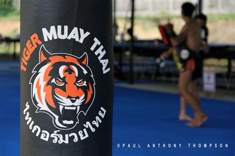 Tiger Muay Thai And Mma Training Camps Chiang Mai Camp Going Full Steam Ahead Tiger Muay Thai