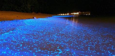 5 Bioluminescent Beaches That Will Blow Your Mind Huffpost Beaches