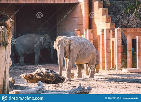 African Elephant Baby And Mom Animal World Elephant