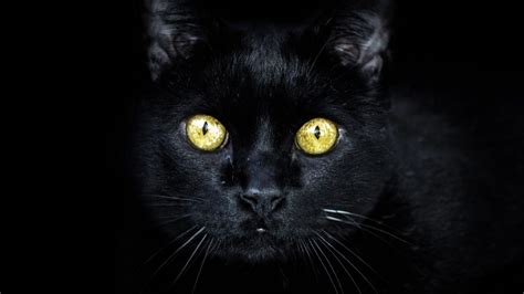 Las Adopciones De Gatos Negros Se Paralizan Para Evitar Que Mueran En