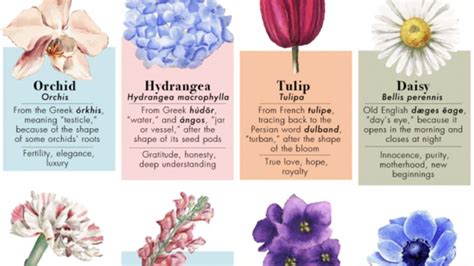 The Hidden Meanings Behind 50 Flower Names Considerable