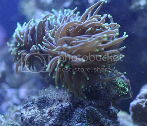 Does My Torch Have Brown Jelly Disease Reef Central Online Community