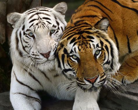 Cat And Tiger Together