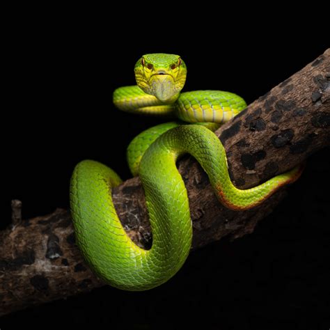 Are Green Garden Snakes Dangerous Fasci Garden