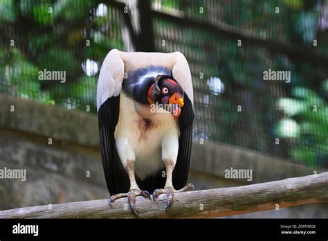King Vulture Sarcoramphus Papa Lives Predominantly In Tropical