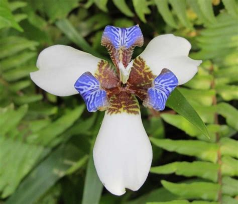 I will definitely order from ava's flowers again in the future! White Blue Iris - Hawaii Pictures | Blue orchids ...