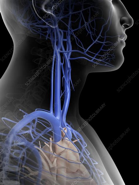 Human Veins In Neck Artwork Stock Image F0094016 Science Photo