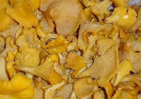 Comment cuire girolles
