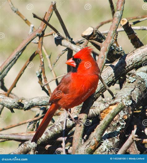 Northern Male Cardinal Perched Stock Photo Image Of Pile Perch