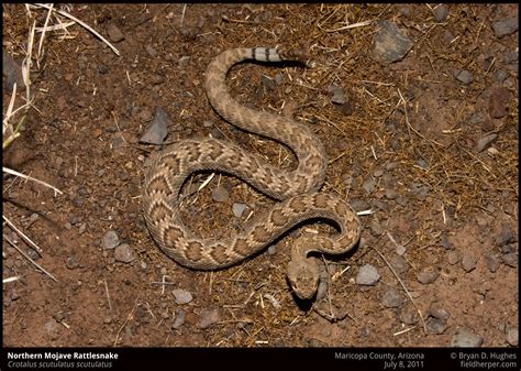 A baby rattlesnake is born with a single button, the beginning of a rattle. Baby mojave rattlesnake « Phoenix Snake Removal