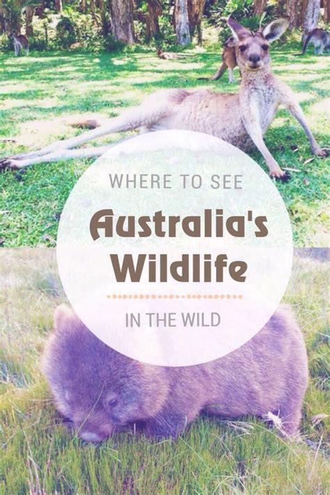 Where To See Native Australian Animals In The Wild With Images