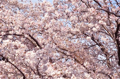桜～ナチュラル写真素材 無料ダウンロードフリー