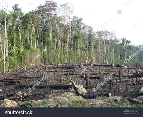 Destroyed Tropical Rainforest In Amazonia Brazil Image Taken On 20