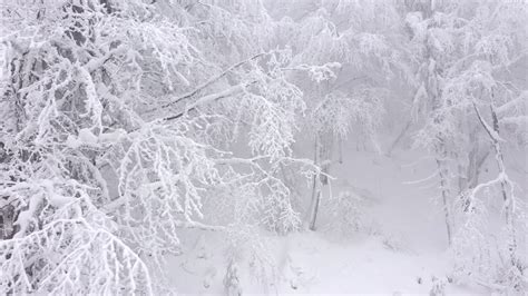 Aerial View Of Snow Covered Trees In The Mountains In Winter Stock