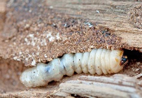 Wood Boring Beetles What To Look For Step By Step Insepction Guide
