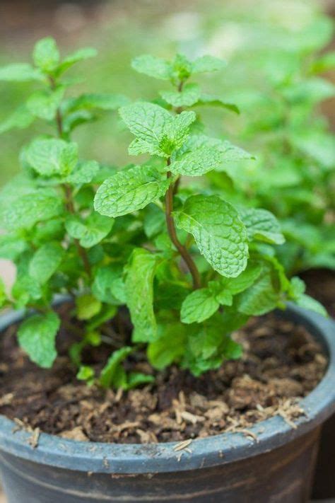 8 Healing Herbs To Grow In Your Garden The Garden Glove Mint Plants