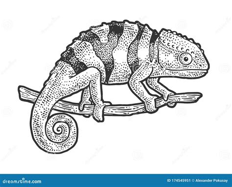 Chameleon Lizard Sketch Vector Illustration Stock Vector Illustration