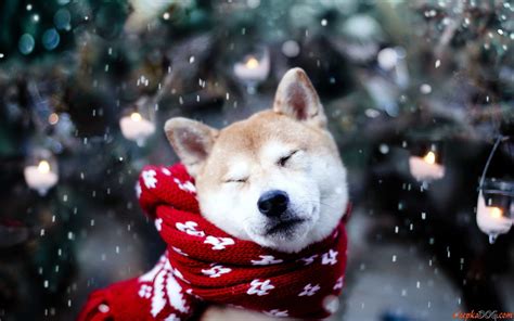 #dog #animals #snow Shiba Inu #2K #wallpaper #hdwallpaper #desktop | Dog wallpaper, Shiba inu ...