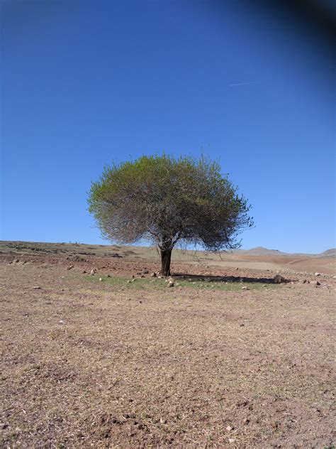 Wallpaper : pohon pinus, rumah pohon 3456x4608 - homelesspirate