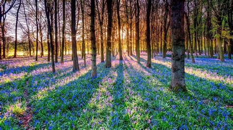 We did not find results for: sunlight, Trees, Plants, Nature, Landscape, Flowers ...