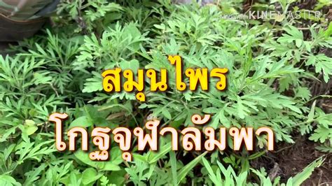ผลวิจัยในห้องทดลองสหรัฐ เชื่อ โกฐจุฬาลัมพา ยับยั้งโควิดได้ !! โกฐจุฬาลัมพา มะเร็งเต้านม มะเร็งทั่วไป EP.1 - YouTube