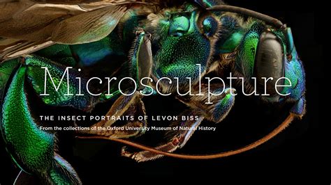 Microsculpture - The insect portraits of Levon Biss | Detailed High ...
