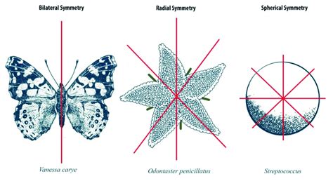 Three Different Type Of Symmetry In Organisms From Left To Right