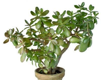 If you see the roots circling around the root system, your bonsai needs to be repotted. Repotting Jade Plants | Jade Plants, Jade and Plants