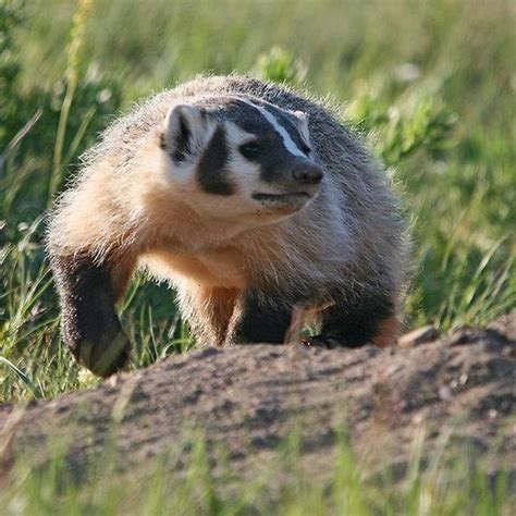 Baby American Badger By Vickie Emms Baby Badger Badger Animals Wild