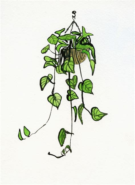 Hanging Plant Plant Sketches Plant Painting Plant Drawing