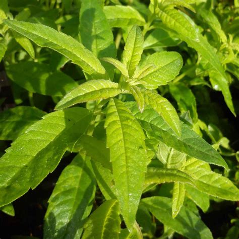 Verveine Officinale Verbena Officinalis Une Plante Aux Nombreux