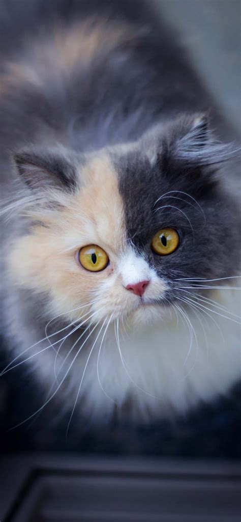 Cute Cat Wallpapers — Energize Your Phone's Screen! - I Like Cats Very Much