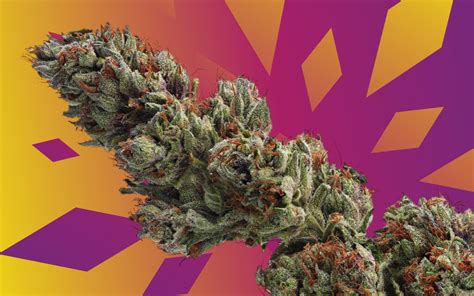 The Leafly Strain Of The Year For 2020 Is—runtz Leafly