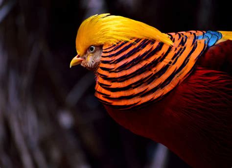 Top 10 Most Beautiful Birds In The World The Mysterious