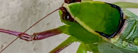 The Beautiful Florida Giant Katydid Looks Like A Leaf What Next