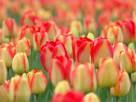 Qualità da hd a 4k, disponibile gratuitamente su tutti i dispositivi! fiori tulipano - Fiori delle piante