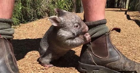 Rescued Baby Wombat Cant Stop Following His Human Caretaker Everywhere