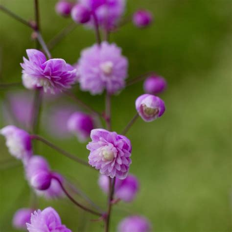 Cut flowers similar to gypsophila. Thalictrum delavayi 'Hewitts Double', Chinese Meadow Rue ...