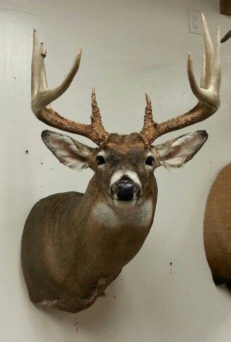 Whitetail Deer Mount Taxidermy Done By The Mad Taxidermist