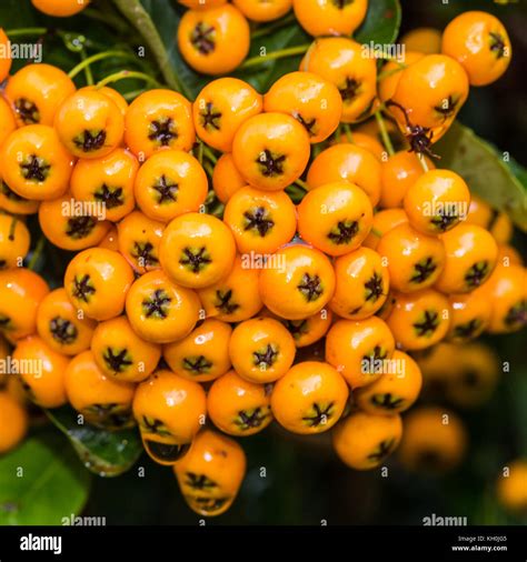 The Yellow Berries Of A Pyracantha Bush Stock Photo Alamy