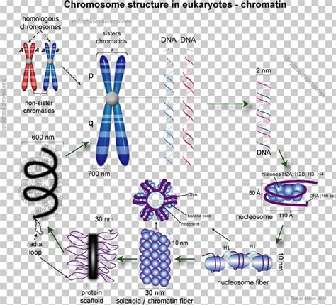 Eukaryotic Chromosome Structure Chromatin Chromatid Dna Condensation