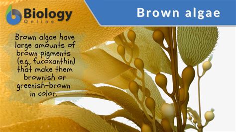 Brown Algae Definition And Examples Biology Online Dictionary