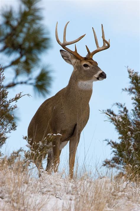 Beautiful 8 Point Whitetail Buck Deer Photography Whitetail Deer