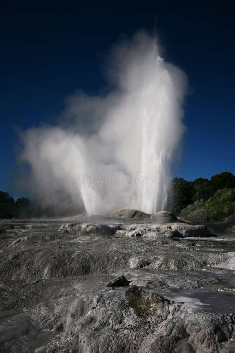 Geothermal Geyser Erupting In Rotorua New Zealand Stock Image Image
