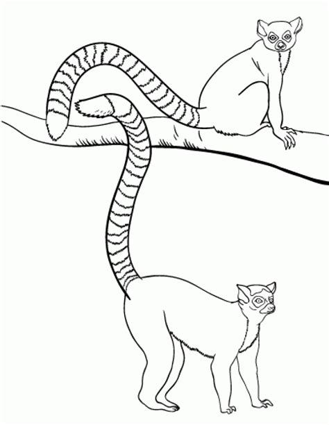Ring Tailed Lemur Coloring Page At Getdrawings Free Download