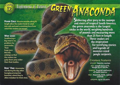 Green Anacondas Characteristics Habitat Attacks And