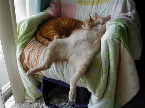 Is your cat sleeping in strange locations? 30 Cats Who Have Mastered The Art Of Sleep-Fu | Bored Panda