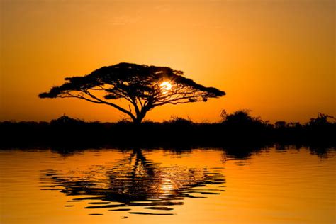 Africa Sunset Tree Images Browse 52397 Stock Photos Vectors And