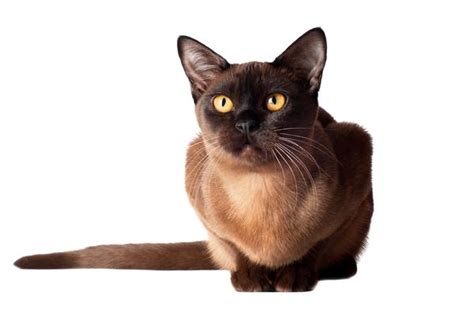 Burmese Cats A Guide To The Breed Prettylitter