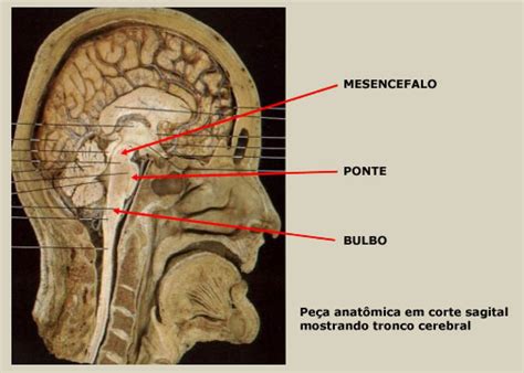 Mesencefalo Diccionario De Biolog A
